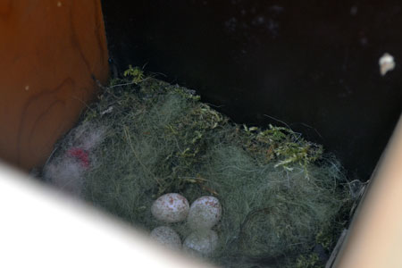 Nest met eieren Pander